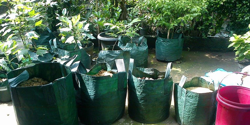 Bercocok Tananan Dengan Pot Biasa atau Planter Bag ?