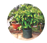 Planter Bag